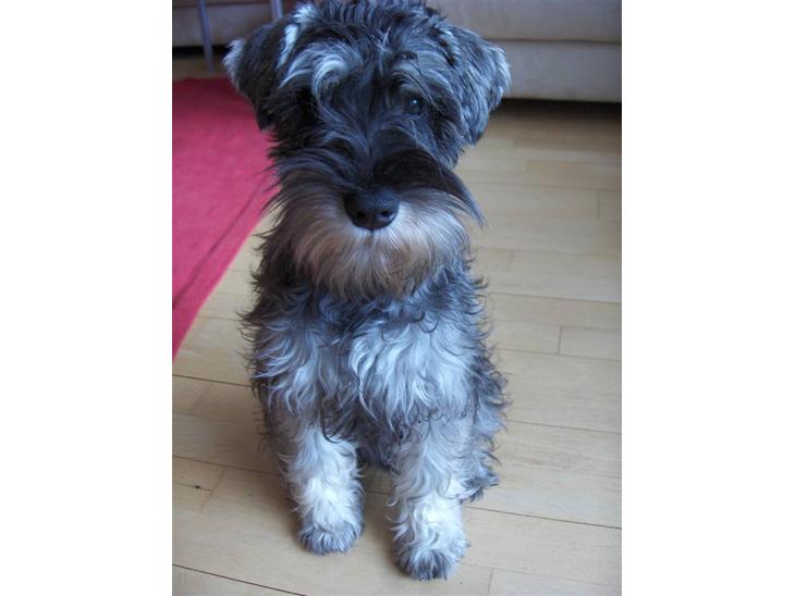 {{currentPhoto.altText}} billede {{currentPhoto.number}}