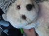 Bichon à poil frisé Rufus