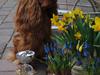 Cavalier king charles spaniel Kikki