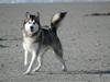 Alaskan malamute Isack (Dario Møller)