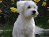 Coton de tulear Ulli / Nico