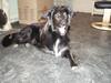 Border collie Qato