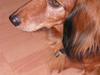 Gravhund chita