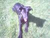 Blanding af racer Lucky [ Himmelhund]