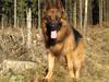 Schæferhund Vicktor [Langhåret] R.I.P