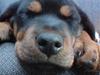 Rottweiler Sebo Junior