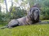 Mastino napoletano max