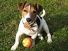 Jack russell terrier Max