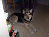 Schæferhund mitzu DØD d 16/6-09R.I.P