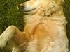 Golden retriever Luna