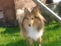 Shetland sheepdog Trille (himmelhund)