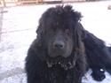 Newfoundlænder Luna