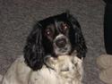 Engelsk springer spaniel Speedy