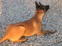 Malinois Champ de coesi
