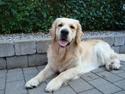 Golden retriever Sheik