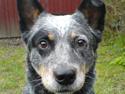 Australsk cattledog Jasper