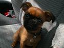 Griffon petit brabancon louie