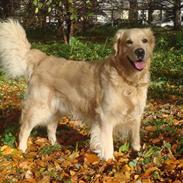 Golden retriever Hannibal