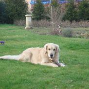 Golden retriever Hannibal