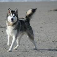 Alaskan malamute Isack (Dario Møller)