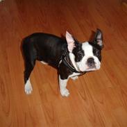 Boston terrier Clemens