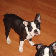 Boston terrier Clemens