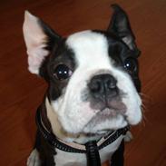 Boston terrier Clemens