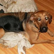 Blanding af racer kato