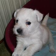 West highland white terrier TIGI