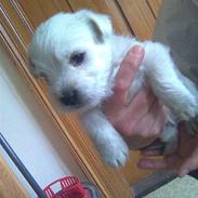 West highland white terrier TIGI