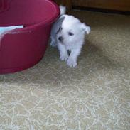 West highland white terrier TIGI