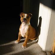 Staffordshire bull terrier loui