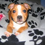 Staffordshire bull terrier loui