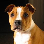 Staffordshire bull terrier loui