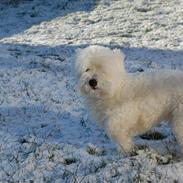 Coton de tulear Ulli / Nico