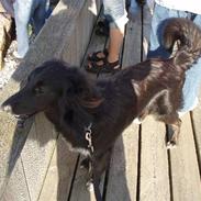 Border collie Qato