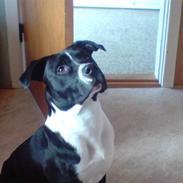 Amerikansk staffordshire terrier Shang