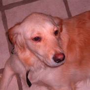 Golden retriever Qauto