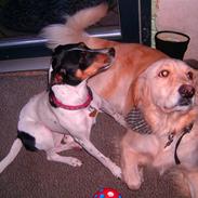 Golden retriever Qauto