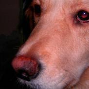 Golden retriever Qauto