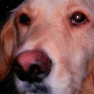 Golden retriever Qauto
