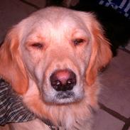 Golden retriever Qauto