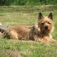 Cairn terrier Casmiers Smukke