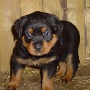 Rottweiler Chili