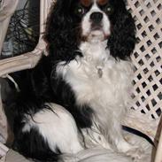 Cavalier king charles spaniel Birkedal´S Rolle (Bif)