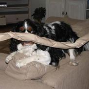 Cavalier king charles spaniel Birkedal´S Rolle (Bif)