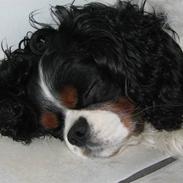 Cavalier king charles spaniel Birkedal´S Rolle (Bif)