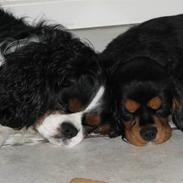Cavalier king charles spaniel Birkedal´S Rolle (Bif)