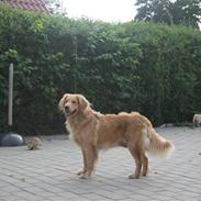 Golden retriever Lille frk. Møller