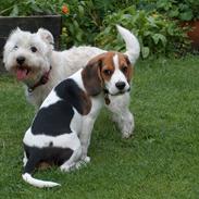 Beagle Ronaldo